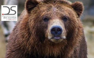 Grizzly, sometimes but always friendly